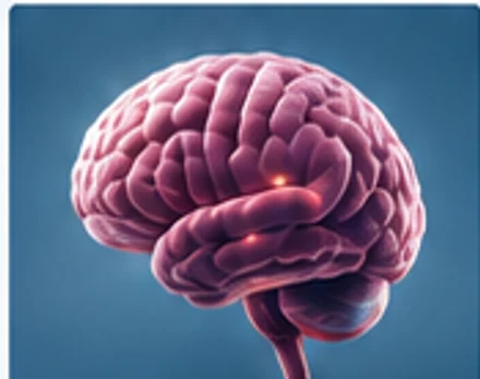 Cerebro 3D